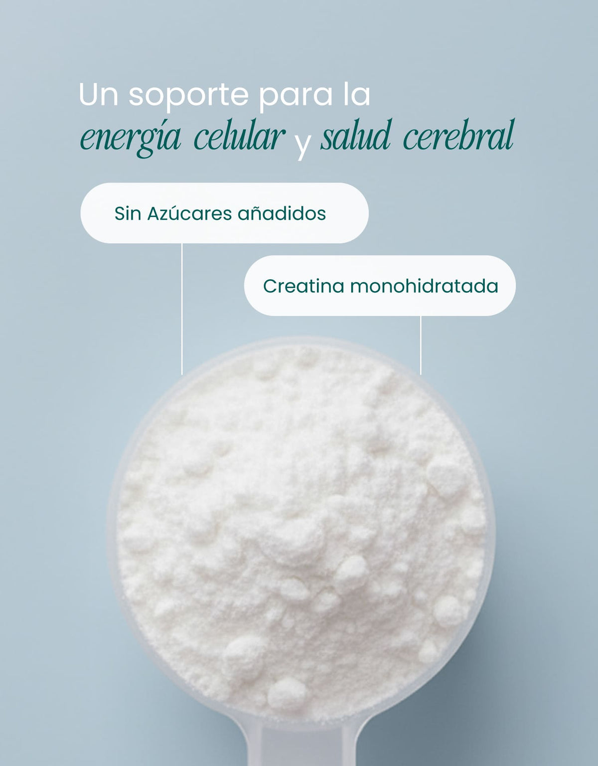 Creatine Monohydrate Support · nutriADN